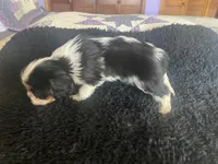 Jefferson AKC, a male Cavalier King Charles Spaniel for sale in Nash, OK – Photo 3 of 3