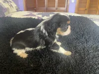 Jefferson AKC, a male Cavalier King Charles Spaniel for sale in Nash, OK – Photo 2 of 3