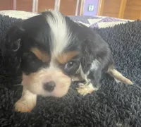 Jefferson AKC, a male Cavalier King Charles Spaniel for sale in Nash, OK – Photo 1 of 3