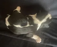 Jefferson AKC, a male Cavalier King Charles Spaniel for sale in Nash, OK – Photo 7 of 7