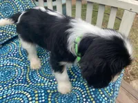 Jefferson AKC full registration , a male Cavalier King Charles Spaniel for sale in Nash, OK – Photo 7 of 9