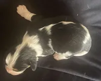 Jefferson AKC, a male Cavalier King Charles Spaniel for sale in Nash, OK – Photo 2 of 7