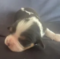 Jefferson AKC, a male Cavalier King Charles Spaniel for sale in Nash, OK – Photo 6 of 7