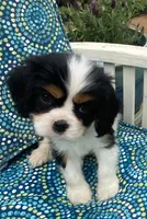Jefferson AKC full registration , a male Cavalier King Charles Spaniel for sale in Nash, OK – Photo 2 of 9