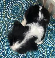 Jefferson AKC full registration , a male Cavalier King Charles Spaniel for sale in Nash, OK – Photo 6 of 9