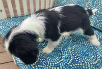 Jefferson AKC full registration , a male Cavalier King Charles Spaniel for sale in Nash, OK – Photo 9 of 9