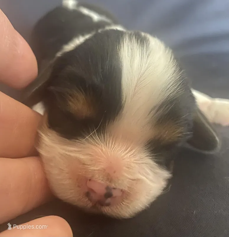 Jefferson AKC, a male Cavalier King Charles Spaniel for sale in Nash, OK – Photo 1 of 7