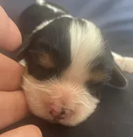 Jefferson AKC, a male Cavalier King Charles Spaniel for sale in Nash, OK – Photo 1 of 7