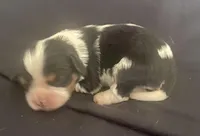 Jefferson AKC, a male Cavalier King Charles Spaniel for sale in Nash, OK – Photo 5 of 7