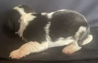 Jefferson AKC, a male Cavalier King Charles Spaniel for sale in Nash, OK – Photo 3 of 7