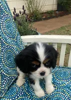 Jefferson AKC full registration , a male Cavalier King Charles Spaniel for sale in Nash, OK – Photo 5 of 9