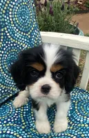 Jefferson AKC full registration , a male Cavalier King Charles Spaniel for sale in Nash, OK – Photo 3 of 9