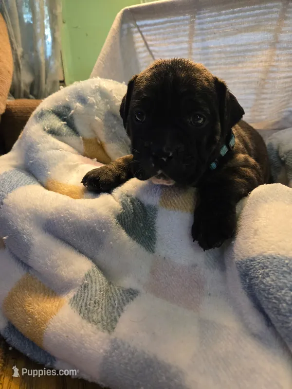 Millie – Olde English Bulldogge puppy for sale in Louisiana, MO
