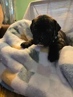 Millie, a female Olde English Bulldogge for sale in Louisiana, MO – 1 of 1