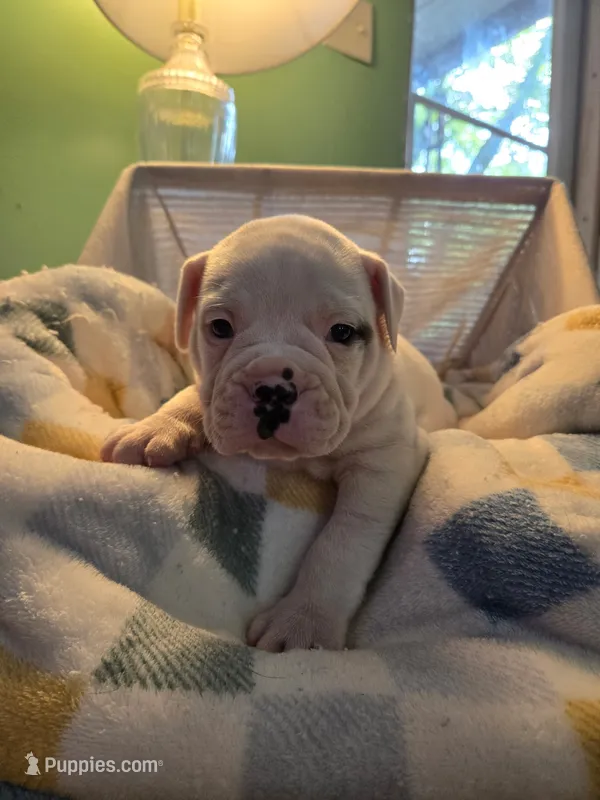 Baby D – Olde English Bulldogge puppy for sale in Louisiana, MO