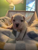 Baby D, a female Olde English Bulldogge for sale in Louisiana, MO – 1 of 1