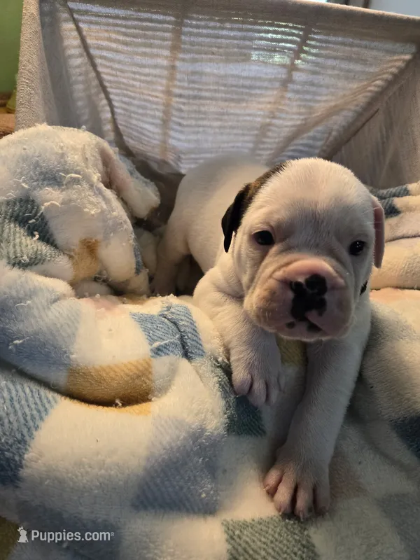 Angel – Olde English Bulldogge puppy for sale in Louisiana, MO