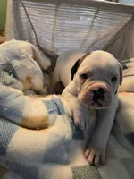 Angel, a male Olde English Bulldogge for sale in Louisiana, MO – 1 of 1