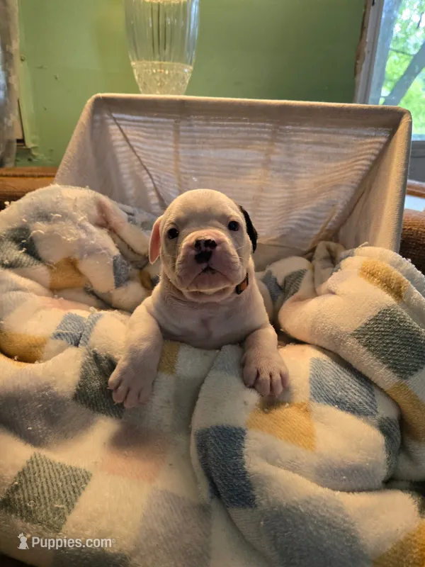 Jack – Olde English Bulldogge puppy for sale in Louisiana, MO