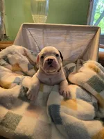 Jack, a male Olde English Bulldogge for sale in Louisiana, MO – 1 of 1