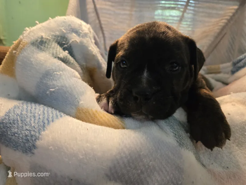 Fj – Olde English Bulldogge puppy for sale in Louisiana, MO