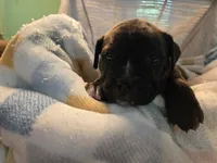 Fj, a male Olde English Bulldogge for sale in Louisiana, MO – 1 of 1
