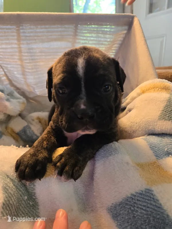 Aurora – Olde English Bulldogge puppy for sale in Louisiana, MO