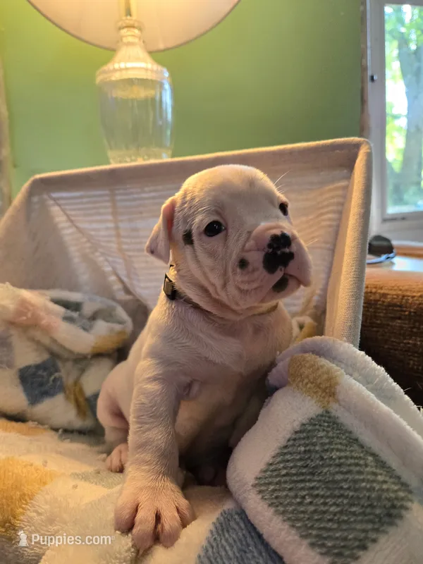 Lilly – Olde English Bulldogge puppy for sale in Louisiana, MO