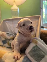 Lilly, a female Olde English Bulldogge for sale in Louisiana, MO – 1 of 1