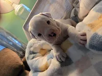 Casper, a male Olde English Bulldogge for sale in Louisiana, MO – 1 of 1