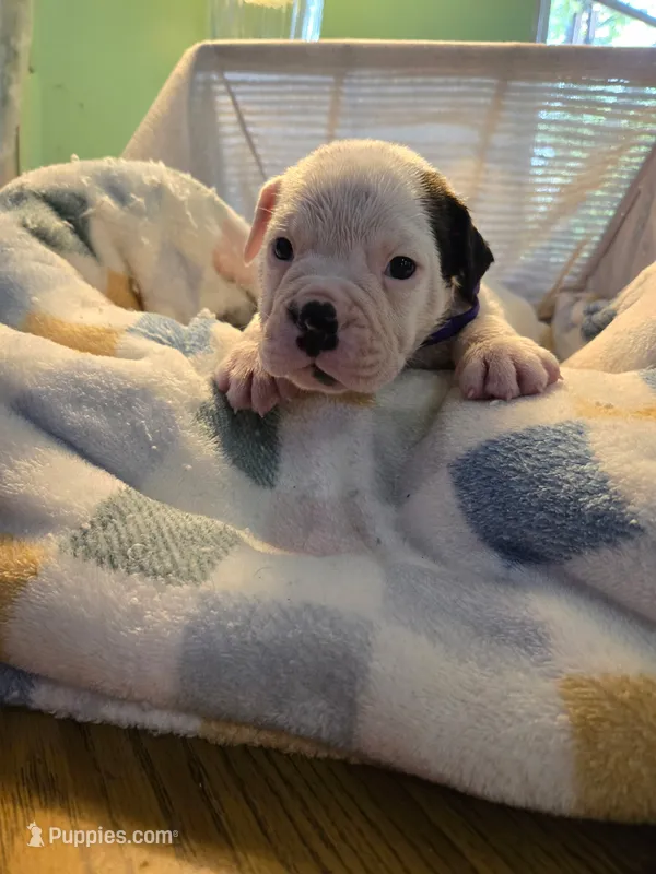 Mia – Olde English Bulldogge puppy for sale in Louisiana, MO