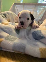 Mia, a female Olde English Bulldogge for sale in Louisiana, MO – 1 of 1