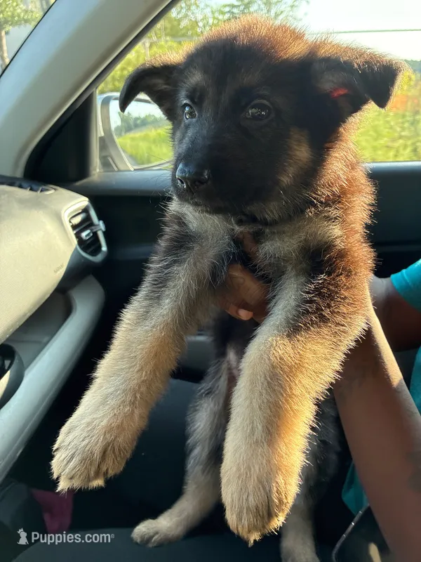 Remi – German Shepherd Dog puppy for sale in Charlotte, NC