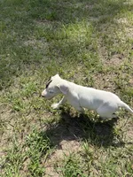 Jazmine , a female Dogo Argentino for sale in Conroe, TX – 4 of 4