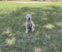 Benjie, a male Dogo Argentino for sale in Conroe, TX – 3 of 4