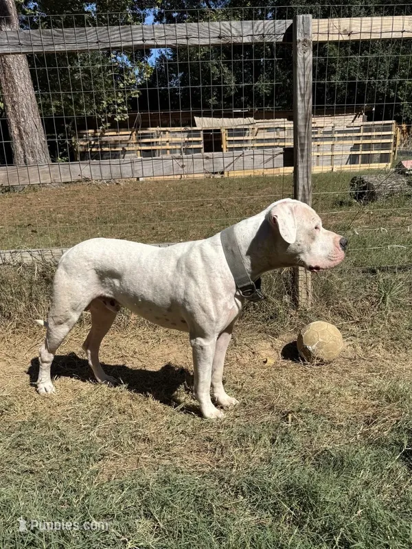 Big-Head  – Dogo Argentino puppy for sale in Conroe, TX