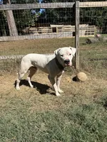 Big-Head , a male Dogo Argentino for sale in Conroe, TX – 2 of 3