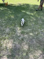 Jazmine , a female Dogo Argentino for sale in Conroe, TX – 3 of 4