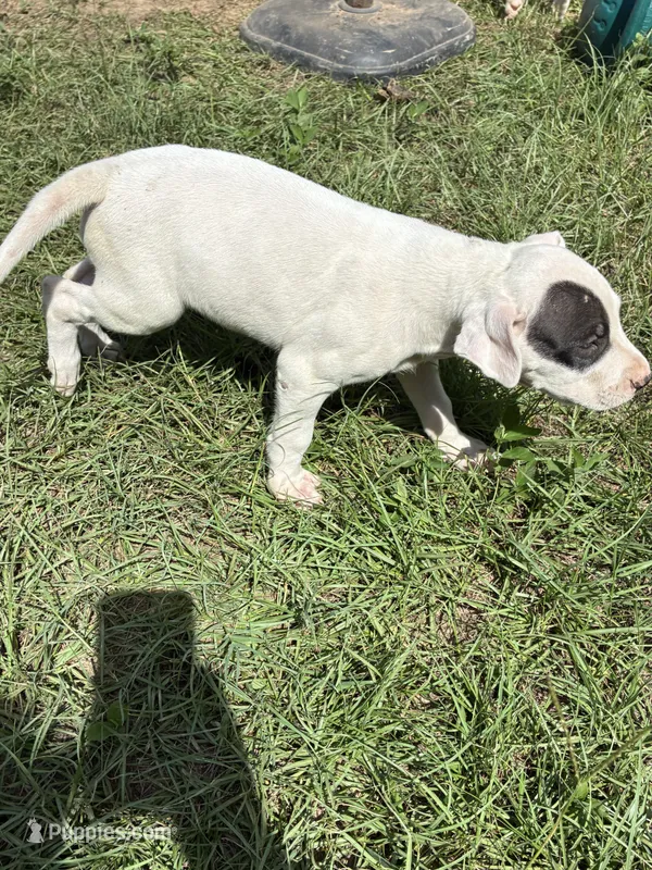 Jazmine  – Dogo Argentino puppy for sale in Conroe, TX