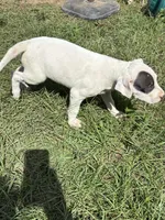 Jazmine , a female Dogo Argentino for sale in Conroe, TX – 1 of 4