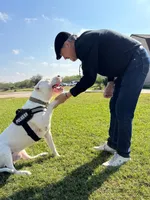 Big-Head , a male Dogo Argentino for sale in Conroe, TX – 3 of 3