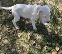 Benjie, a male Dogo Argentino for sale in Conroe, TX – 1 of 4