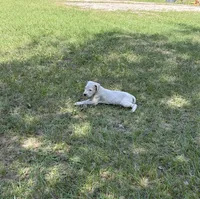 Benjie, a male Dogo Argentino for sale in Conroe, TX – 2 of 4