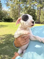 Jazmine , a female Dogo Argentino for sale in Conroe, TX – 2 of 4