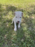 Benjie, a male Dogo Argentino for sale in Conroe, TX – 4 of 4