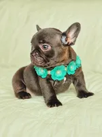 Buttercup , a female French Bulldog for sale in Newark, NJ – 3 of 8