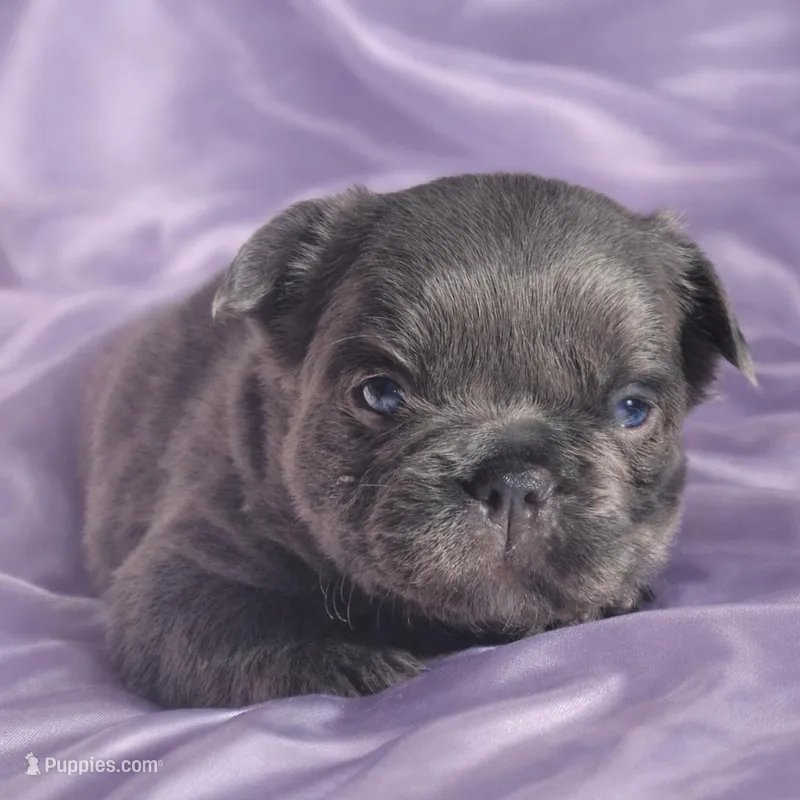 Star, a female French Bulldog for sale in Newark, NJ – Photo 1 of 4