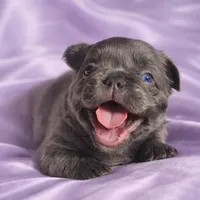 Star, a female French Bulldog for sale in Newark, NJ – Photo 2 of 4