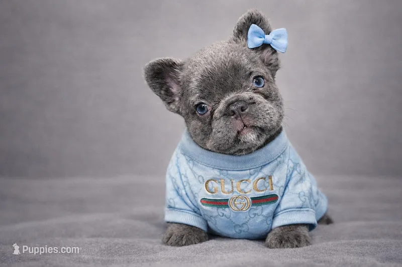 Star – French Bulldog puppy for sale in Newark, NJ