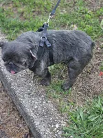 Chubs, a female French Bulldog for sale in Newark, NJ – 3 of 3